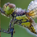 Through the Shutter: A Journey into the World of Macro Photography